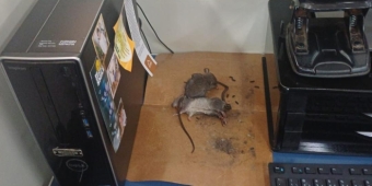 Imagem de capa da notícia