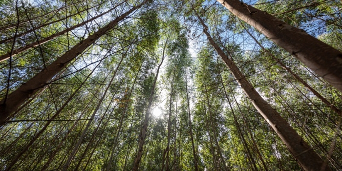 Foto de capa da notícia