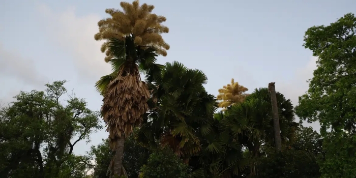 Foto de capa da notícia