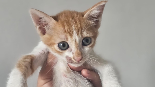 Foto de capa da notícia