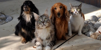 Imagem de capa da notícia