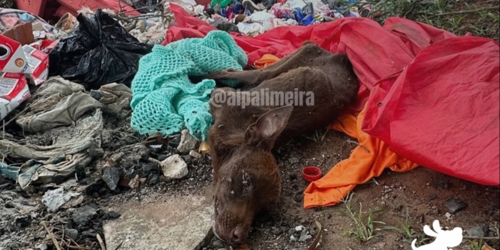 Foto de capa da notícia