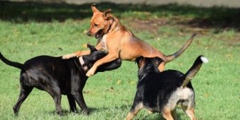 Imagem de capa da notícia