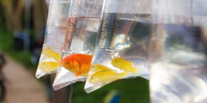 Foto de capa da notícia