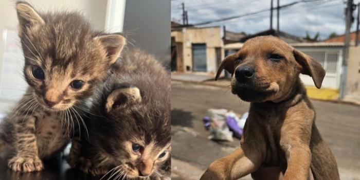 Foto de capa da notícia