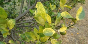 Imagem de capa da notícia