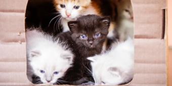 Imagem de capa da notícia