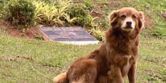 Imagem de capa da notícia