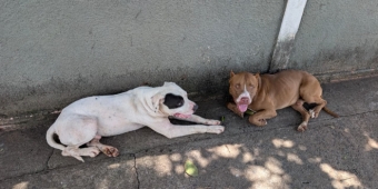 Imagem de capa da notícia