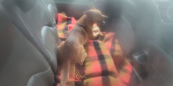 Imagem de capa da notícia