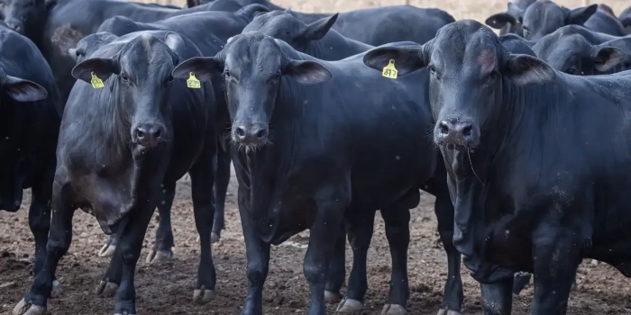 Foto de capa da notícia