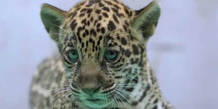 Foto de capa da notícia