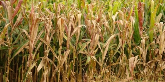 Imagem de capa da notícia