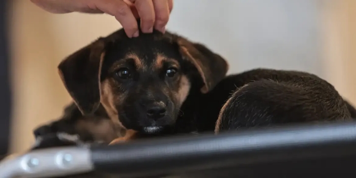 Foto de capa da notícia