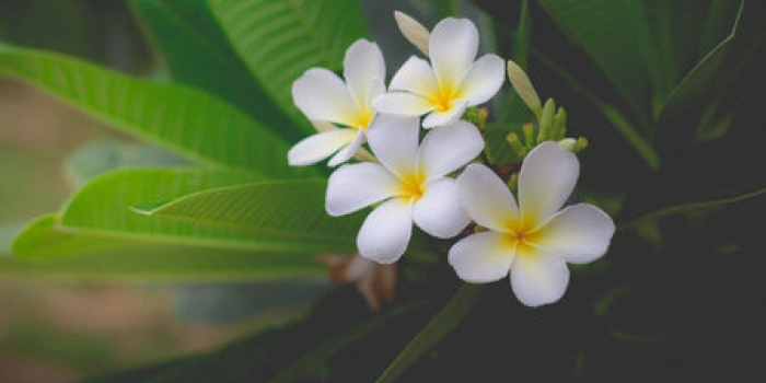 Foto de capa da notícia